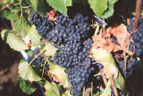 Darlington Vineyard - Accommodation VIC 0