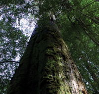 Styx Big Tree Reserve - Accommodation VIC