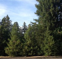 Pialligo Redwood Forest - Accommodation VIC