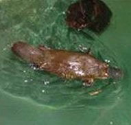 Platypus House - Accommodation VIC