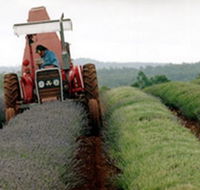 Bridestowe Lavender Farm - Accommodation VIC