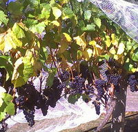 Palmara Vineyard - Accommodation VIC