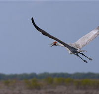 Gayngaru Wetlands Interpretive Walk - Accommodation VIC