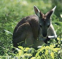 Tjaetaba Falls - Accommodation VIC