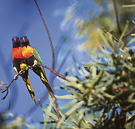 Wangi Falls Walk - Accommodation VIC