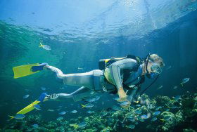 Kirra Reef Dive Site - Accommodation VIC 0