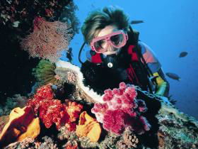 Nine Mile Reef Dive Site - Accommodation VIC 0