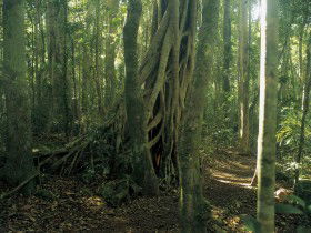 Beechmont QLD Accommodation VIC
