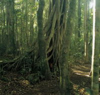 Lamington National Park Binna Burra Section - Accommodation VIC