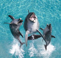 Sea World - Accommodation VIC