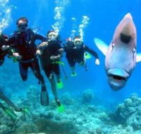 Jew Shoal Dive Site - Accommodation VIC