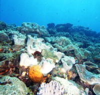 Mudjimba Old Woman Island Dive Site - Accommodation VIC