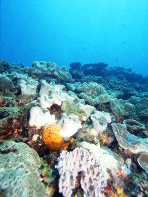 Mudjimba (Old Woman) Island Dive Site - Accommodation VIC 0