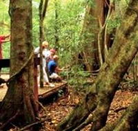 Mary Cairncross Scenic Reserve - Accommodation VIC
