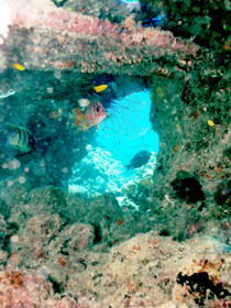Michaelmas Cay Dive Site - Accommodation VIC 0