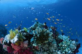 Southern Small Detached Reef Dive Site - Accommodation VIC 0