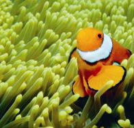 Thetford Reef Dive Site - Accommodation VIC