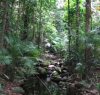 Mossman Gorge Rainforest Circuit Track Daintree National Park - Accommodation VIC