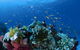Steve's Bommie Dive Site - thumb 0