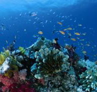 Steve's Bommie Dive Site - Accommodation VIC
