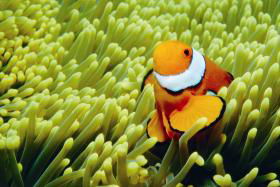 Cairns QLD Accommodation VIC
