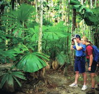 Mount Sorrow Ridge Trail Daintree National Park - Accommodation VIC