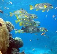 Coral Gardens Dive Site Flynn Reef - Accommodation VIC