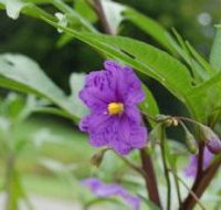 Alpha Native Flower Garden - Accommodation VIC