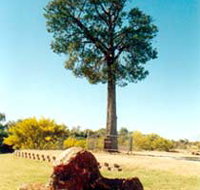 Robbers Tree - Accommodation VIC