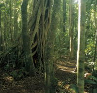 Mount Bithongabel - Accommodation VIC