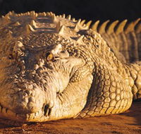Koorana Crocodile Farm - Accommodation VIC