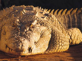 Koorana Crocodile Farm - Accommodation VIC 0