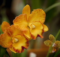 Queens Park - Orchid House - Accommodation VIC