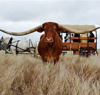Texas Longhorn Wagon Tours and Safaris - Accommodation VIC