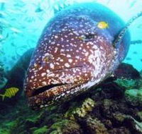 Lady Musgrave Island Dive Sites - Accommodation VIC