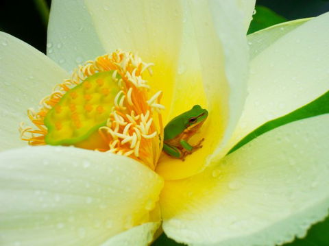Brisbane Botanic Gardens Mount Coot-tha - Accommodation VIC 7