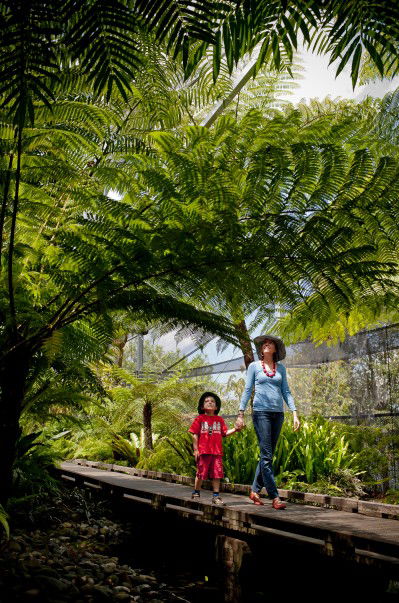 Brisbane Botanic Gardens Mount Coot-tha - Accommodation VIC 8