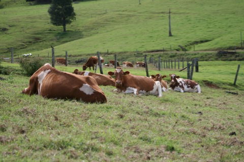 Maleny Dairies - Accommodation VIC 4