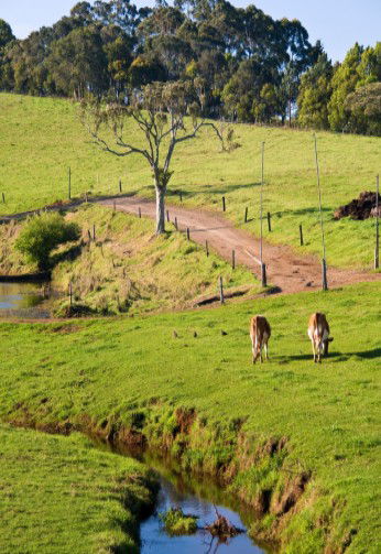 Maleny Dairies - Accommodation VIC 6