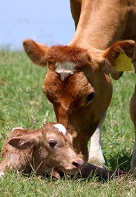 Maleny Dairies - Accommodation VIC 7