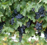South Burnett Wine Trail - Accommodation VIC