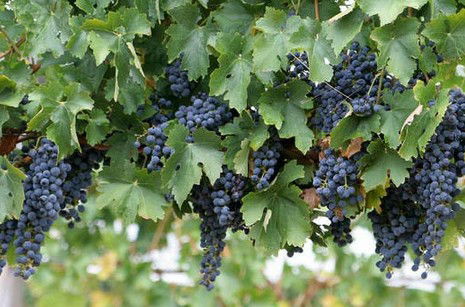 South Burnett Wine Trail - Accommodation VIC 0