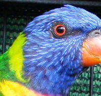 Fraser Coast Wildlife Sanctuary - Accommodation VIC