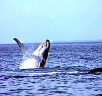 Whale Watching - Accommodation VIC