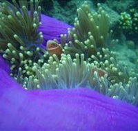 The Lady Bowen Dive Site - Accommodation VIC