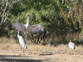 Bulloo River Walk - Accommodation VIC 0