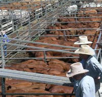 Dalrymple Sales Yards - Cattle Sales - Accommodation VIC