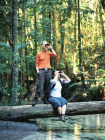 Birdwatching On The Fraser Coast - Accommodation VIC 0