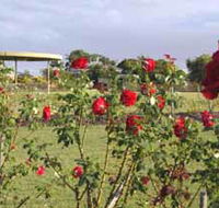 Elizabeth Park Rose Gardens - Accommodation VIC