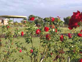 Elizabeth Park Rose Gardens - Accommodation VIC 0